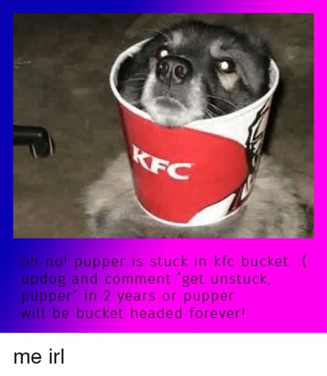 Oh No Pupper Is Stuck In Kfc Bucket Updog And Comment Get Unstuck P