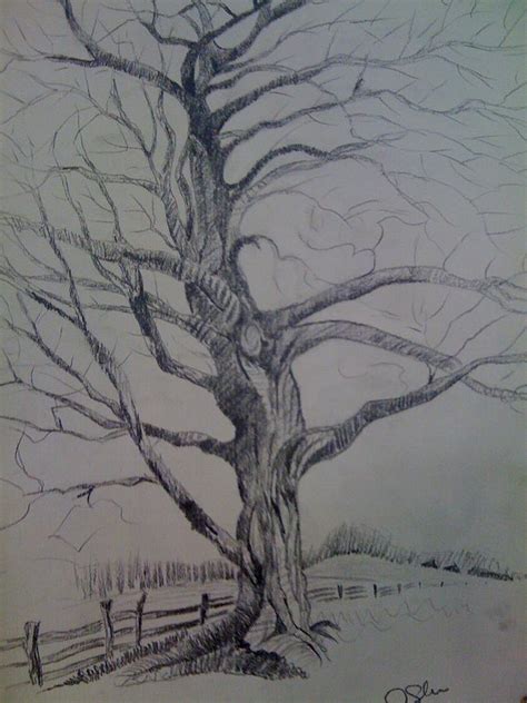 Lonely Tree Drawing By Umair Badar Saleem Fine Art America