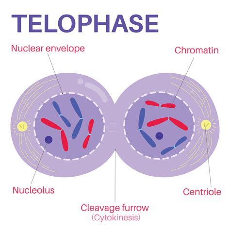 Telophase is the final phase of mitosis. 15274240 Vector Art at Vecteezy