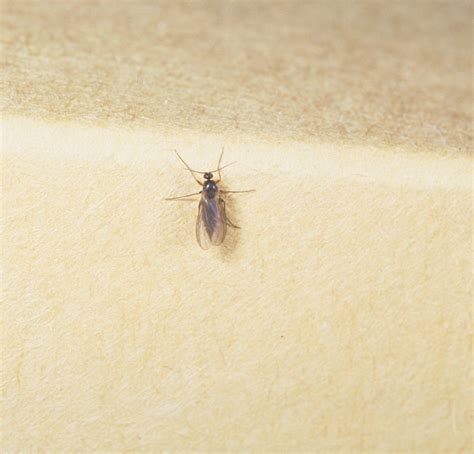Fungus Gnats Scouting Guides For Problems Of Vegetables