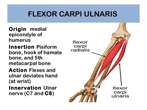 Fcu Wrist Flexor Innervated By Ulnar Nerve Muscular System Anatomy Muscle Anatomy Massage