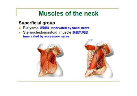 Solution Muscles Of Neck Trunk Studypool