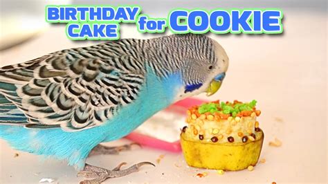 Birthday Cake For Budgie Cookie Has 6 Years Now Happy