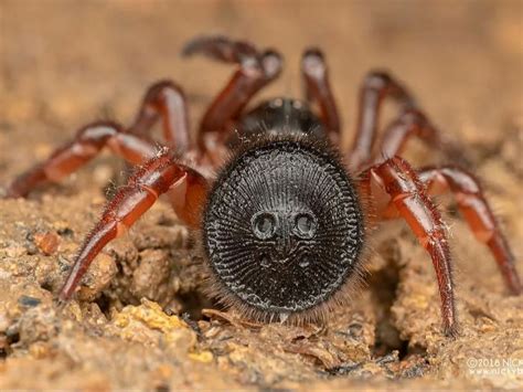 Cyclocosmia Sp Ricketti Latusicost Chinese Hourglass Trapdoor Spider