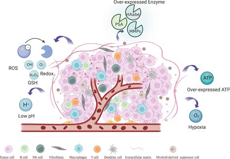 Frontiers Tumor Microenvironment Responsive Metal Nanoparticles In