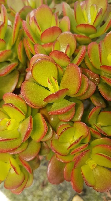 Crassula Ovata Hummel S Sunset Crassula Ovata Succulents Sunset Plants Succulent Plants