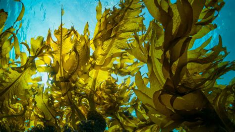 Kelp Vs Seaweed Unveiling The Key Differences And Benefits American