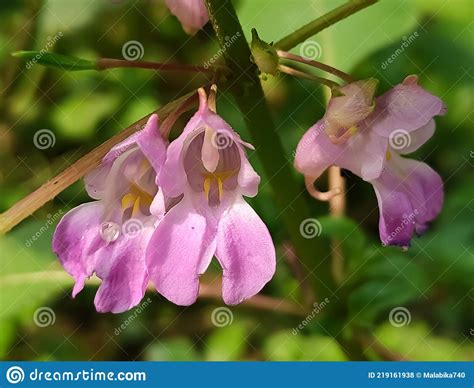 Pink Purple Wild Flowers In Daylight Against Natural Environment Stock