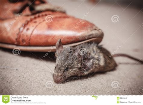 We made the anime idle dating game, crush crush! Foot Kicking Dead Mouse Stock Photo - Image: 39123045