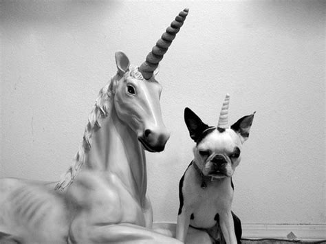 The rescue mutt was named for a marine mammal with a single tusk. Unicorn Dog: Dog Dressed as a Unicorn