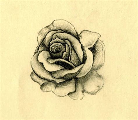 Pencil Drawing Of Rose Flickr Photo Sharing