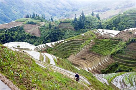 Terraced Rice Fields In Guilin Longshan Stock Image Image Of