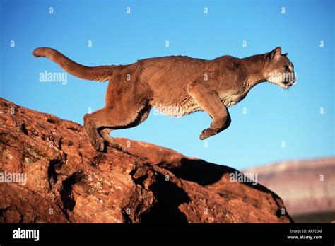 Pouncing Lion Hi Res Stock Photography And Images Alamy