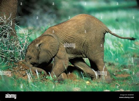 An African Elephant Calf With Its Head To The Ground While Playing In