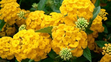 Picture Of Hydrangea Flower In Yellow Color For Wallpaper