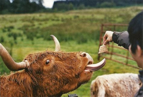 17 Best Images About Hairy Coo On Pinterest Highlands Scotland