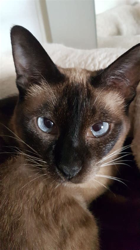 Chocolate Point Siamese Cat Names