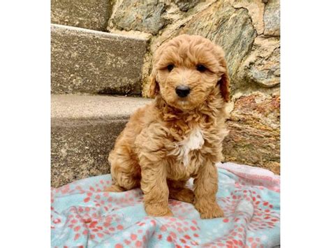 So if you're looking for a mini golden doodle for sale, or other mini doodle dog check out our goldendoodles, labradoodles, & cavapoo page for pictures and other information. Precious mini golden doodle puppies in Philadelphia ...