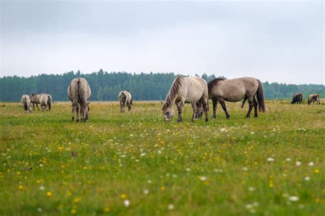 Wild Horses Graze And Eat Grass In The Meadow On Lake Latvia Birds