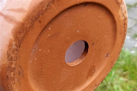 Everything You Should Know About Drainage Holes In Plant Pots 2023
