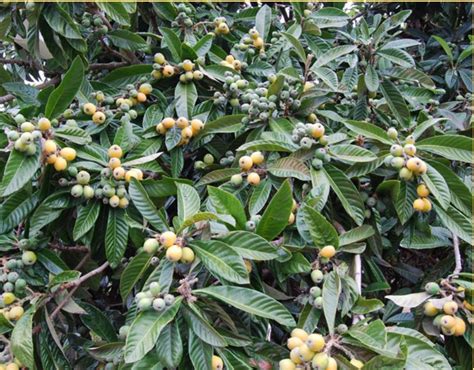 Loquat Fruit Tree Eriobotrya Japonica Hi Res 720p Hd