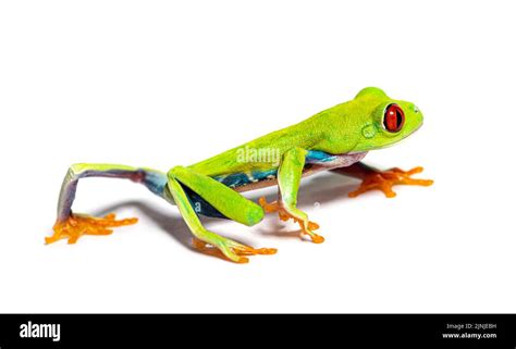 Red Eyed Tree Frog Walking Away Agalychnis Callidryas Stock Photo Alamy