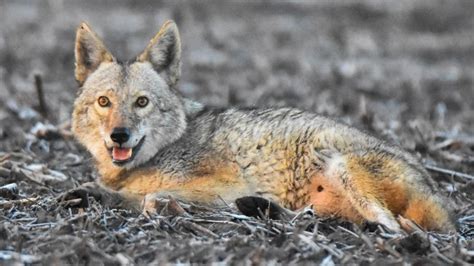 Rare Coyote Dog Hybrid Possibly Spotted In Illinois