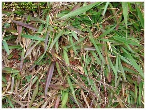 Allow the solution to remain on your grass for 24 hours before watering. Seeding QLD Blue Couch? Some different turf-types - OutdoorKing Repair Forum