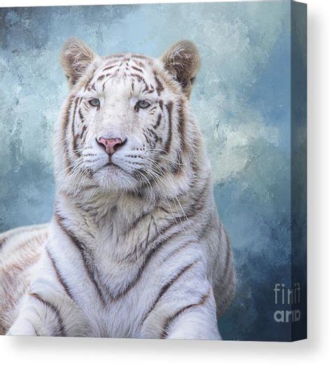 White Bengal Tiger Canvas Print Canvas Art By Elisabeth Lucas Tiger