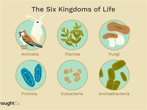 What Kingdom Did The First Organisms On Earth Belong To The Earth