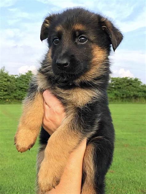 Globally popular and incredibly versatile, this purebred is the stuff of dreams. German Shepherd Puppies Indiana | PETSIDI