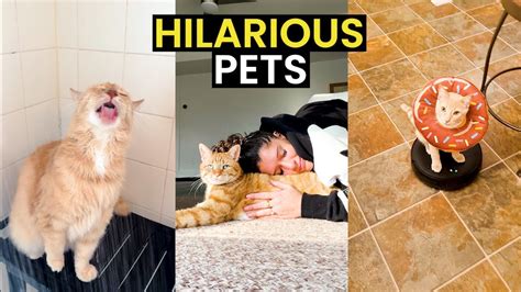 Unmissable Pet Moments Caught On Camera Top 26 Pets Youtube