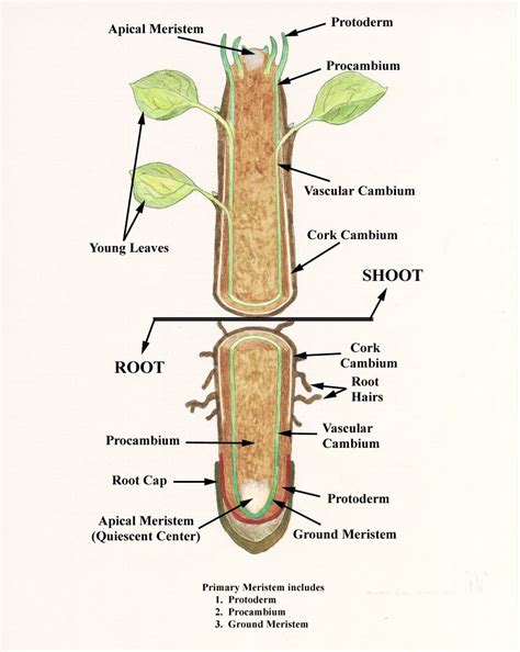 Internal Structure Of Root Plant Roots Biology Notes Human Anatomy