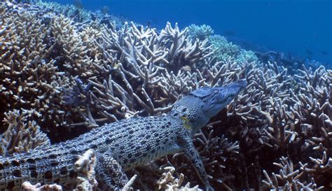 Video Of Crocodile Swimming On The Great Barrier Reef