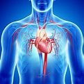Insuficiencia cardíaca: causas, síntomas y tratamiento