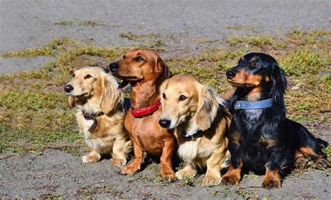 Types Of Dachshunds 3 Different Types Of Doxie Dogs K9 Web