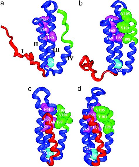 A Protein Folding Pathway With Multiple Folding Intermediates At Atomic