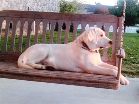 Parents are excellent family pets. Pin by Verna Esh on cuties | White lab puppies, Lab ...