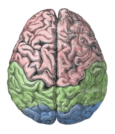Brains are especially more energy efficient and better at information storage than existing computers. The Human Brain vs. the Computer - WriteWork