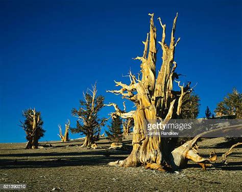 Bristlecone Pine Trees Photos And Premium High Res Pictures Getty Images