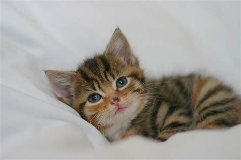 The secret is to stick to something short and pack on lots of. 231 Cute Cat Names - Adorable Cat Names for Boy & Girl Kittens