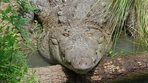 Central Florida Zoo And Botanical Gardens American Crocodile Central
