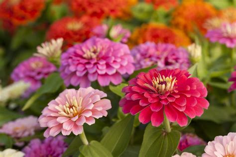 How To Grow Zinnias A Burst Of Hot Flower Colors