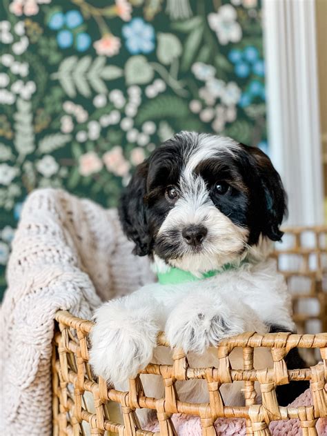 Schnoodle Sizes Colors & Coats - Teddy Bear Golden Doodles