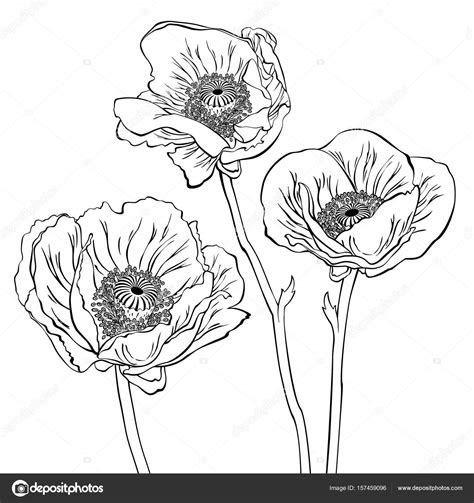 Poppy Flowers Drawing At Getdrawings Free Download