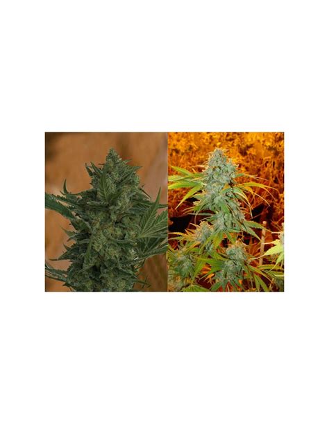 Buy Resin Seeds Critical Haze Cannabis Seeds
