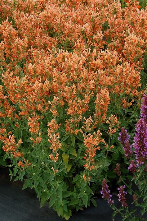 Many of the varieties we offer at park seed are prize winners. Agastache 'Poquito Orange' | Hummingbird Mint | Gateway ...