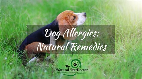 The Holistic Guide To Treating Dog Allergies Itchy Skin And Yeast