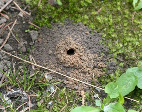 Solitary Bees In Yards A Temporary Nuisance Msu Extension