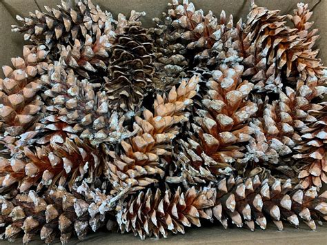 Pine Cones Large Natural Eastern White Pine Cones From Nh Etsy